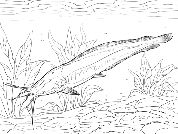 Walking Catfish coloring page image