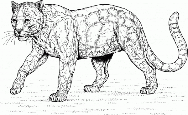 Walking Clouded Leopard  coloring page image
