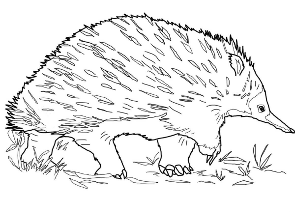 Walking Echidna coloring page image
