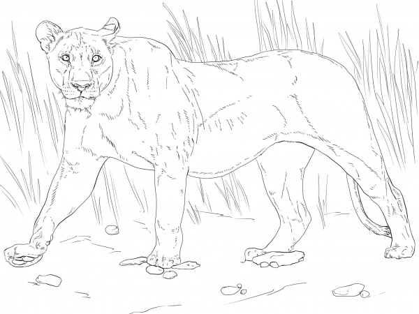 Walking Lioness coloring page image