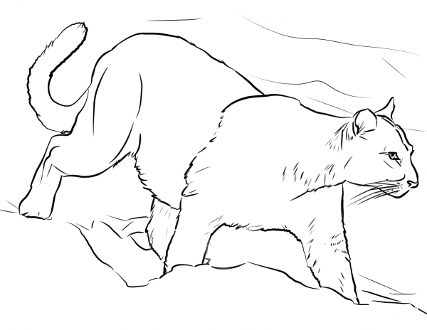 Walking Mountain Lion coloring page image