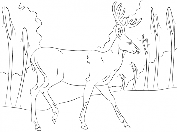 Walking Mule Deer coloring page image