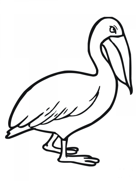 Walking Pelican coloring page image