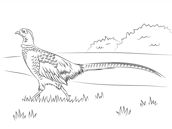 Walking Pheasant coloring page image