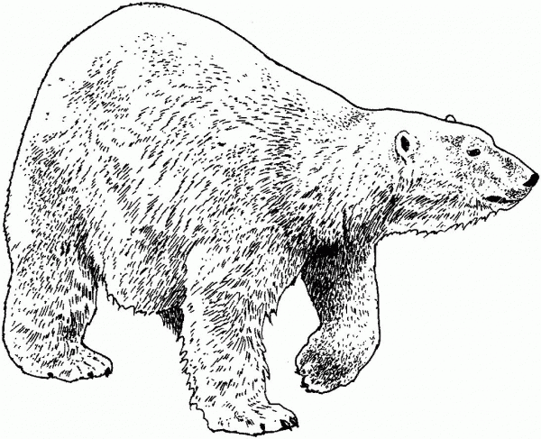 Walking Polar Bear coloring page image