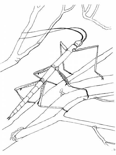 Walking Stick Bug coloring page image