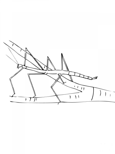 Walking Stick Insect coloring page image