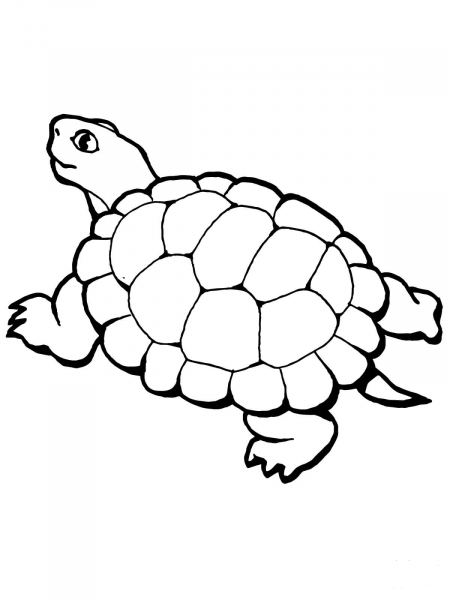 Walking Tortoise coloring page image