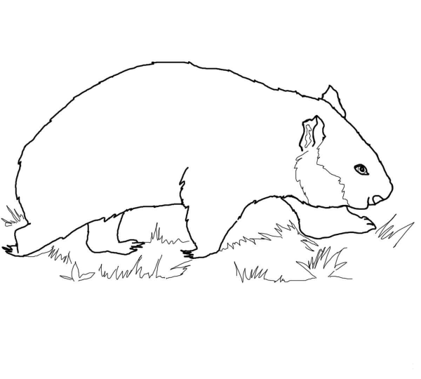 Walking Wombat coloring page image