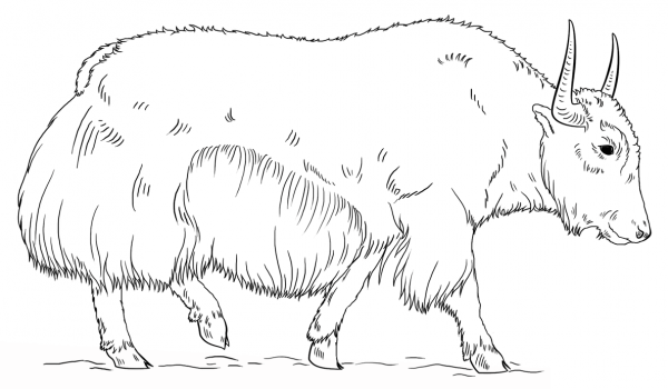 Walking Yak coloring page image