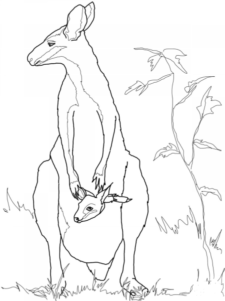 Wallaby Baby with Mother coloring page image