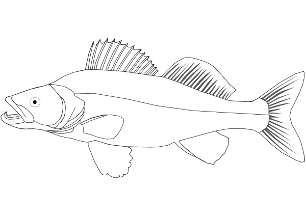 Walleye coloring page image