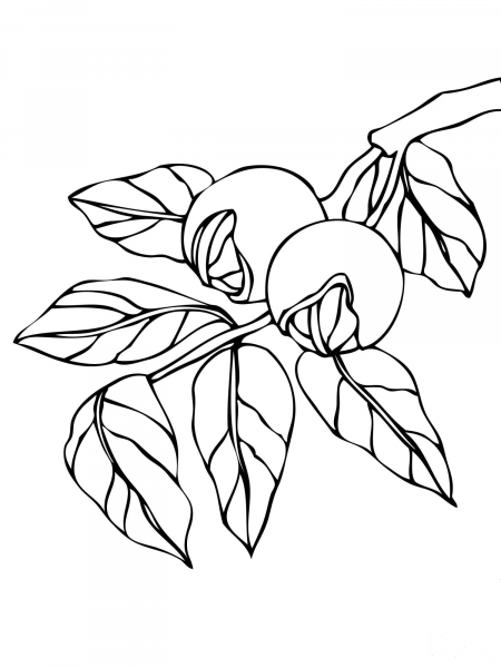 Walnut Branchlet coloring page image