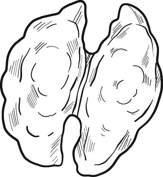 Walnut coloring page image