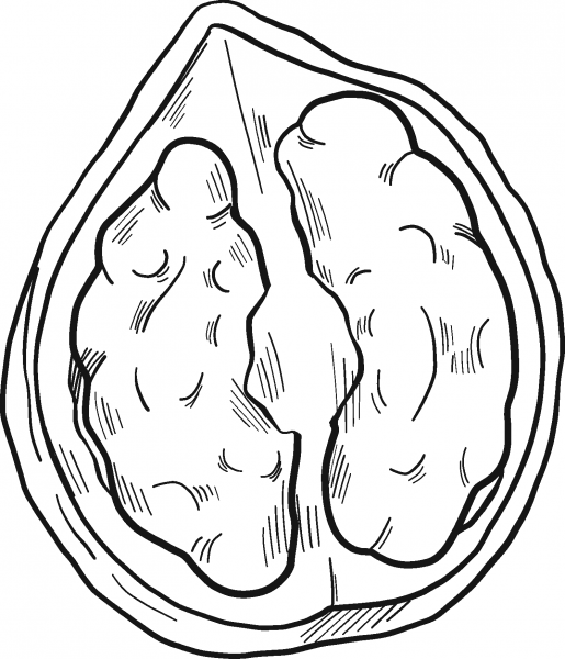 Walnut coloring page image