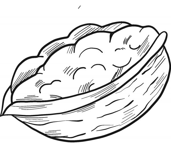 Walnut coloring page image