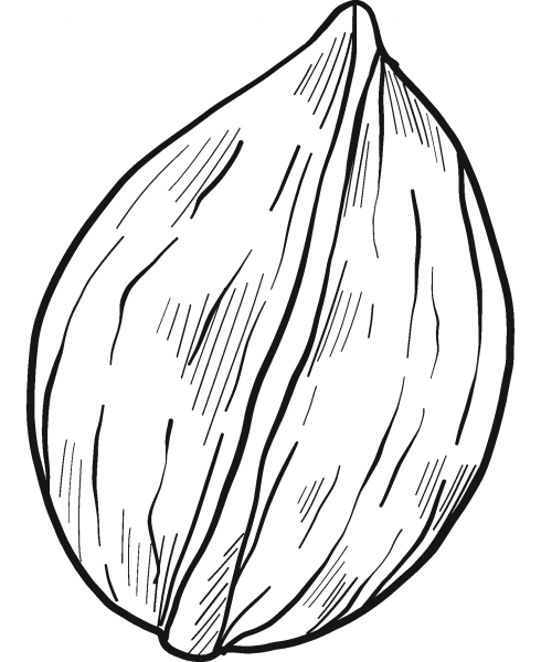 Walnut coloring page image