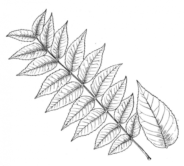 Walnut Leaflet coloring page image
