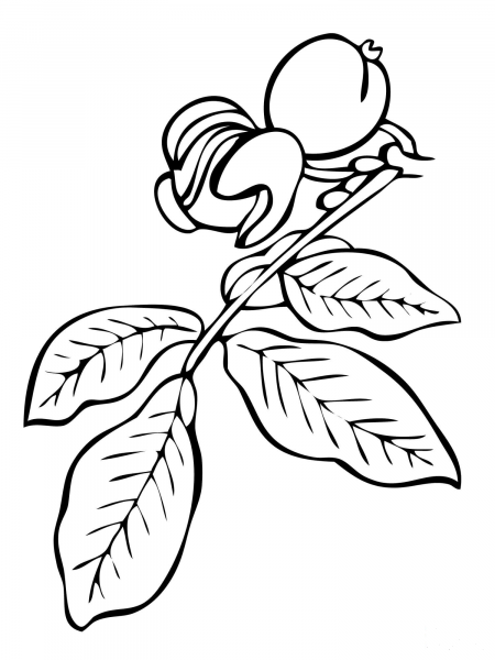 Walnut Tree Branch coloring page image