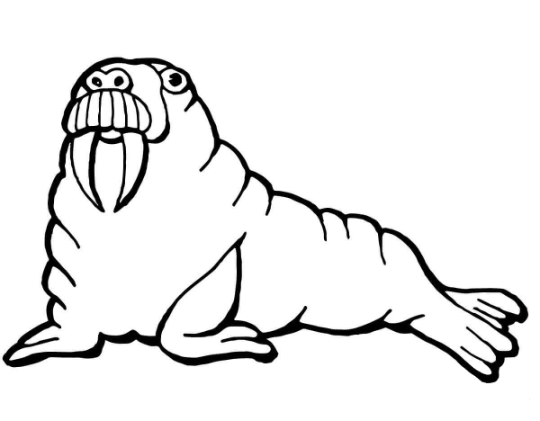 Walrus coloring page image