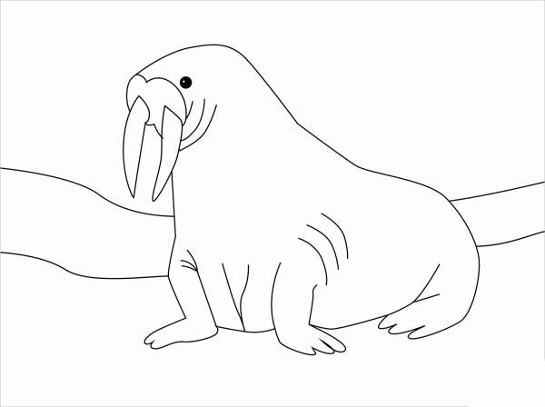Walrus coloring page image