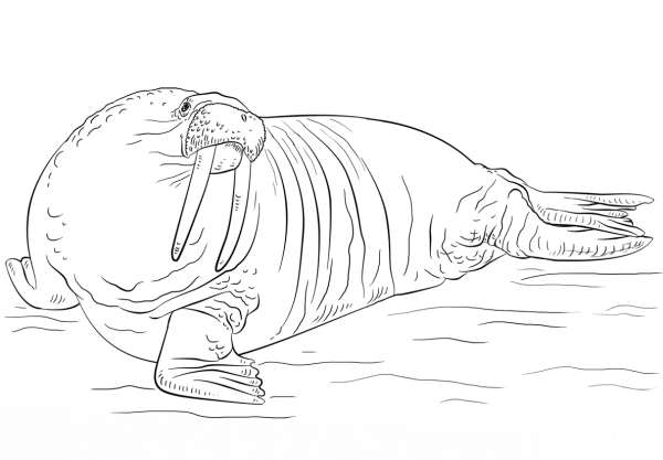 Walrus coloring page image