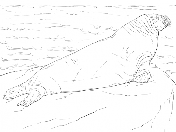 Walrus coloring page image