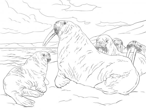 Walrus Family coloring page image