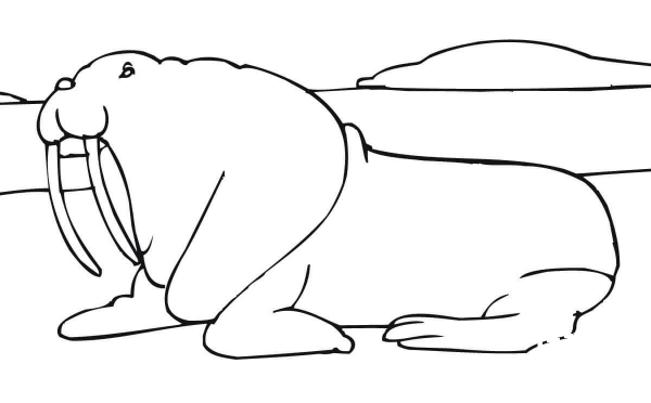 Walrus on a Rookery coloring page image