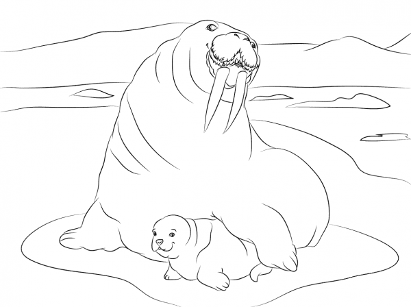 Walrus with Cute Baby coloring page image