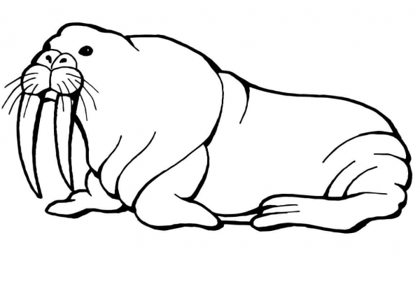 Walrus with Long Tusks coloring page image