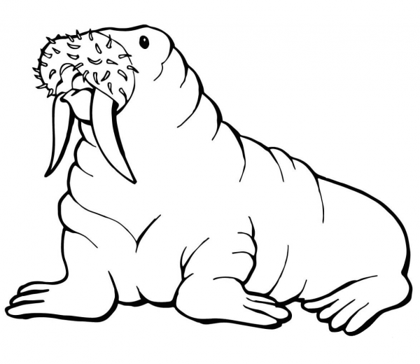 Walrus with Mustache coloring page image