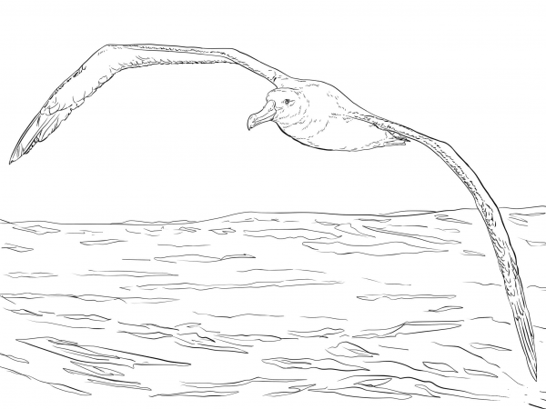 Wandering Albatross in Flight coloring page image