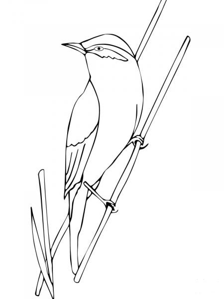 Warbler Bird coloring page image