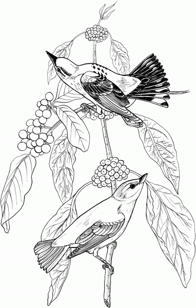 Warbler Birds on a Blue Elderberry Tree coloring page image