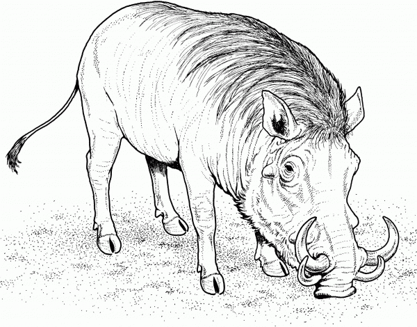 Warthog African Wild Pig coloring page image