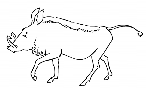 Warthog coloring page image