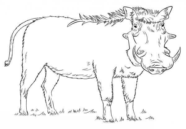 Warthog coloring page image