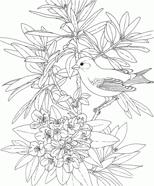 Washington Willow Goldfinch and Rhododendron coloring page image