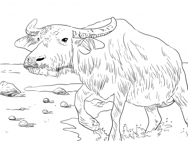 Water Buffalo coloring page image
