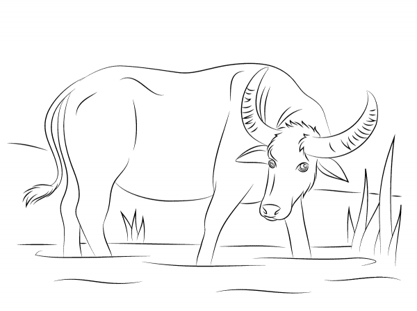 Water Buffalo coloring page image