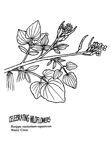Water Cress coloring page image