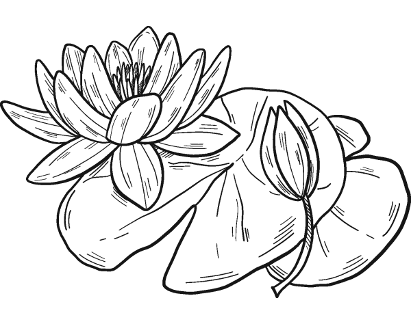 Water Lilies coloring page image