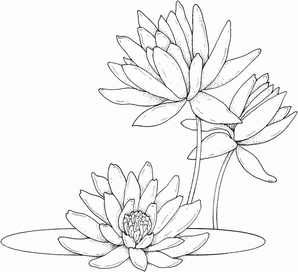 Water lilies coloring page image