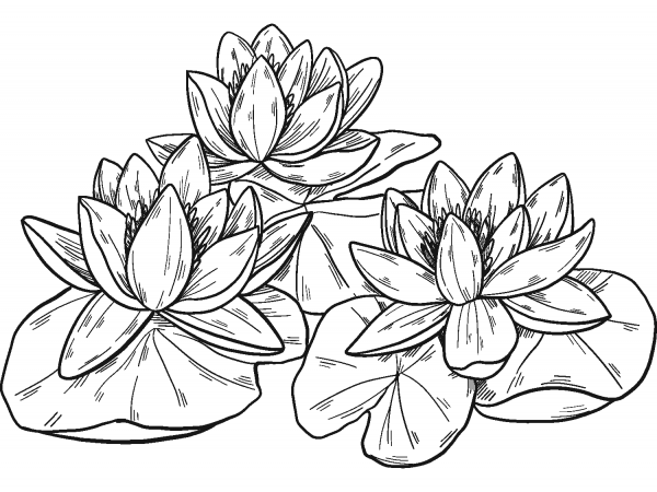 Water Lilies coloring page image