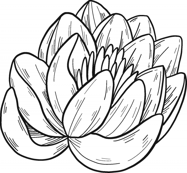 Water Lily coloring page image