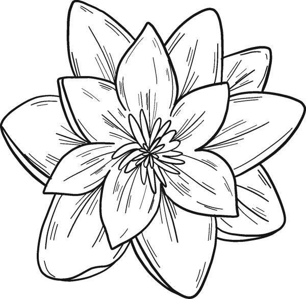 Water Lily coloring page image