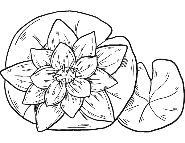 Water Lily coloring page image