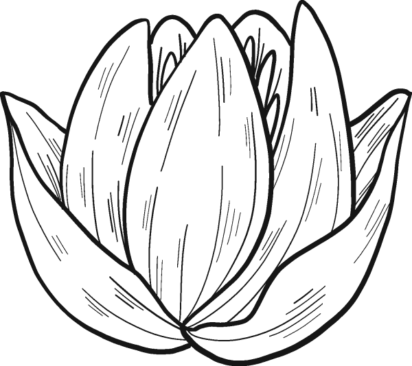 Water Lily coloring page image