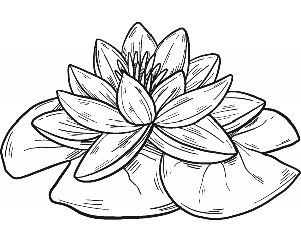 Water Lily coloring page image